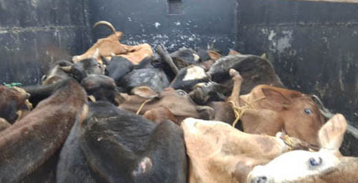 Cattle smugg
